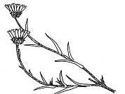 Grindelia